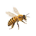 Bee Icon
