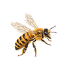 Bee Icon